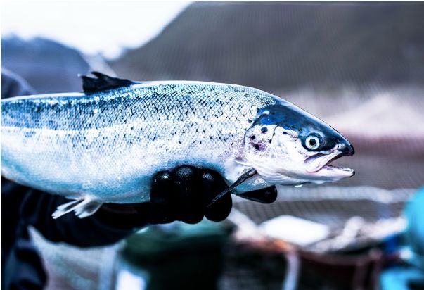 Certificados para producir salmón orgánico, por primera vez en el país