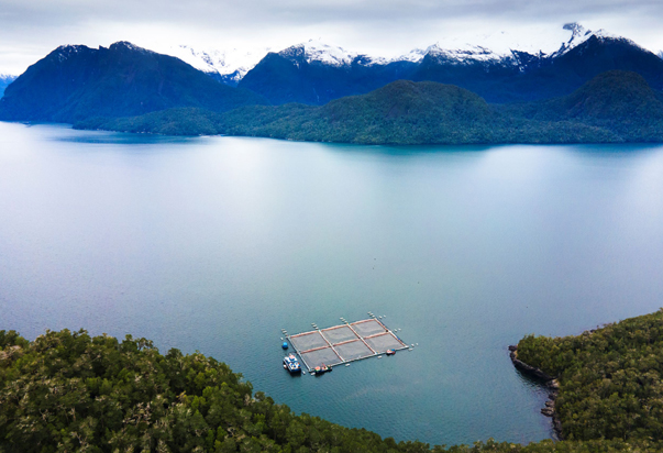 Cooke Chile produce el primer salmón orgánico del país